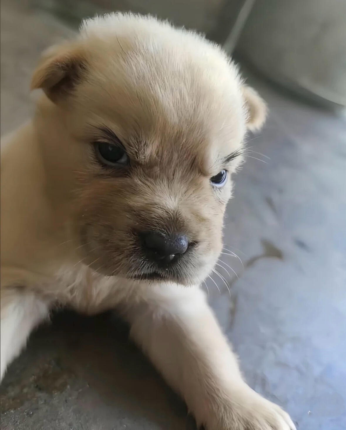 angry puppy